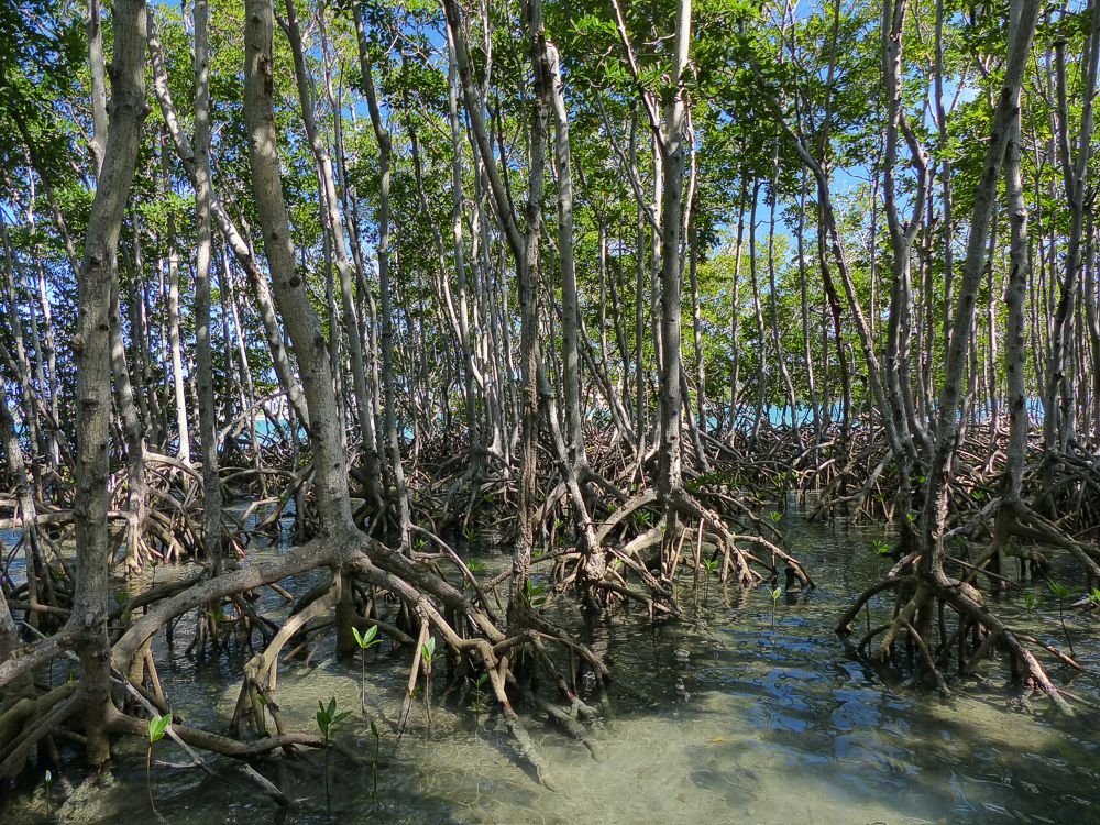 Click to See Next Image